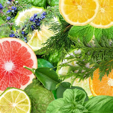 Spa Essential Oil Blend - Ology Essentials Labs