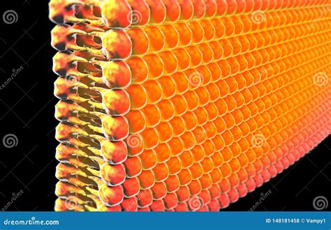 Lipid Formation Fat In The Human Body View Under The Microscope Stock