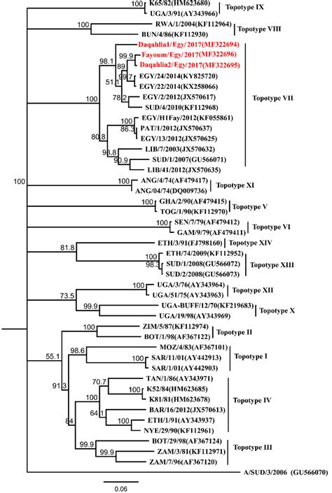 Phylogenetic Analysis Of Serotype SAT2 Strains Using Neighbor Joining