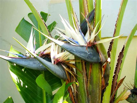 5 Bird Of Paradise Varieties