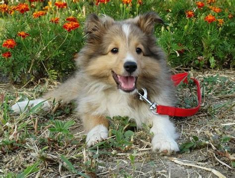 Sheltie Puppy Shetland Sheepdog Puppies Sheltie Dogs Sheltie