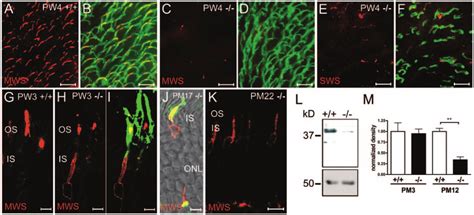 Expression Of Cone Opsins In The CNGA3 Retina A D Costaining Of