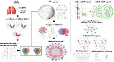 In Silico Analysis Revealed The Potential Circrna Mirna Mrna Regulative