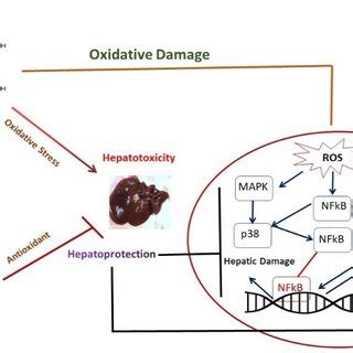 Schematic Representation Of Hepatoprotective Mechanism Of Diosmin