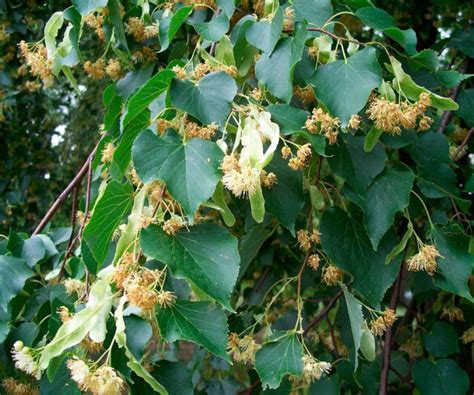 Липа: описание дерева, посадка и уход, выращивание из семян