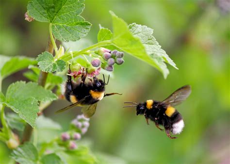 Bumblebees Learn New Trends By Watching Others Earth