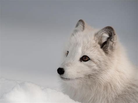 Arctic foxes - Arctic Animals