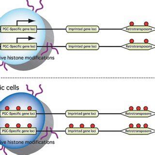 Epigenetic status of certain genomic regions in primordial germ cells ...