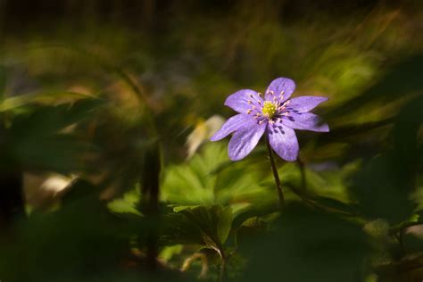 Przylaszczka Pospolita Hepatica Nobilis 5831 Fotoczaty