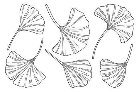 Premium Vector Ginkgo Biloba Leaves Sketch