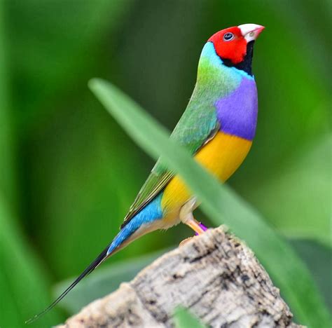 World Beautiful Birds : Gouldian Finches Birds | Information & Lates