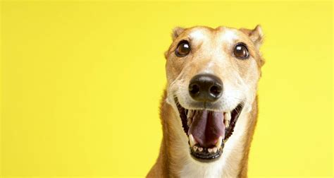 5 Things to Know About Greyhounds - Petful