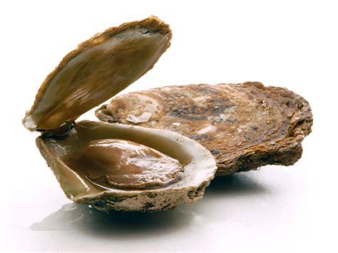 Ostra - Pescados y Mariscos Rodolfo, S.A.