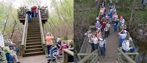 Birding Magee Marsh