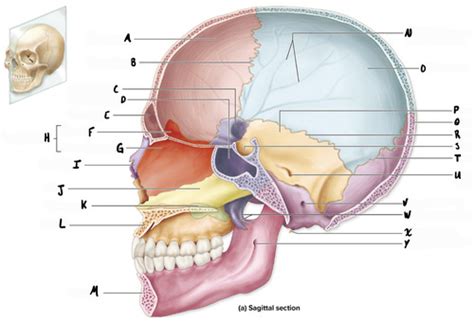 Bones of the head figure 8.7a Flashcards | Quizlet