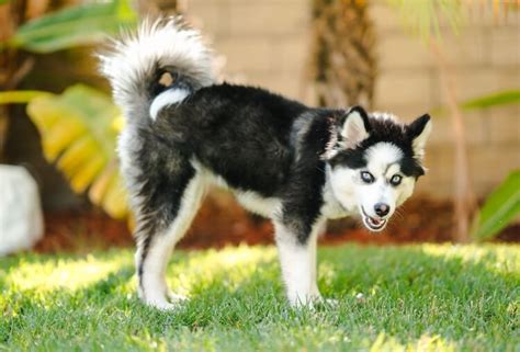 Pomsky Dog Breed Guide: Size, Price, Training & More - Marvelous Dogs