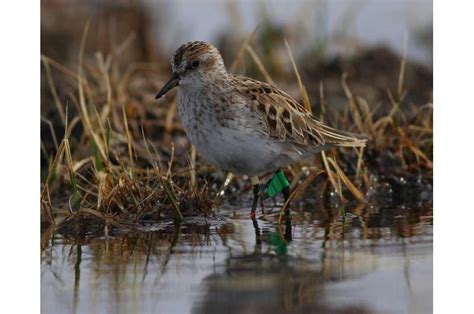 Sandpiper detectives pinpoint trouble spots in continent-wide migration