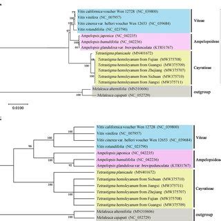 Phylogenetic Relationships Based On The Conserved Chloroplast Protein