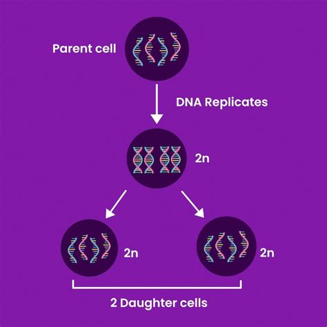 Premium Vector Diagram Of Mitosis Process Cell Division Medical Infographic Design Vector