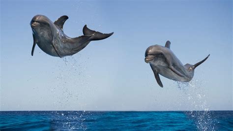 Por Qué Saltan Los Delfines En El Aire Y Giran En El Mar