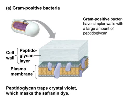 Prokaryotes Flashcards Quizlet