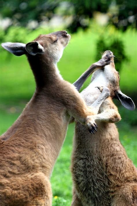 Free picture: kangaroos fighting