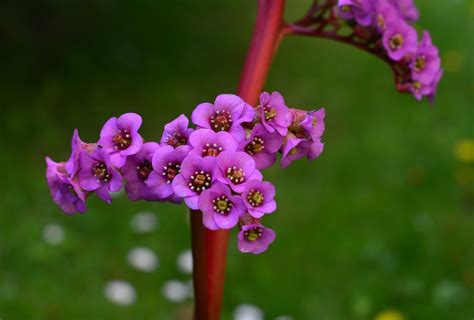 Bergenia Flowers Plant Purple - Free photo on Pixabay - Pixabay