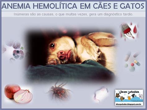 DICAS PELUDAS ANEMIA HEMOLÍTICA EM CÃES E GATOS