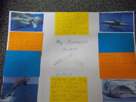 First Class Project – My Favourite Animal – Glencullen School