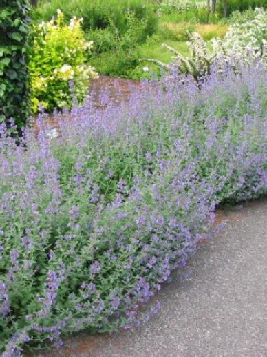 Nepeta Six Hills Giant Kattekruid De Tuinen Van Appeltern