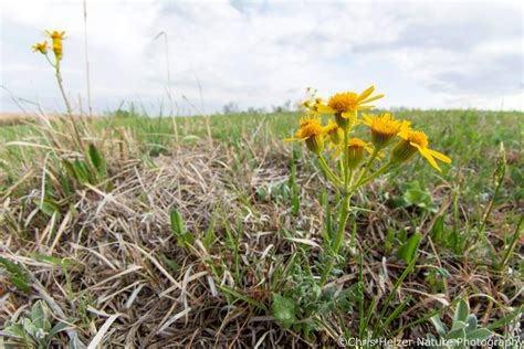 Photos Of The Week May The Prairie Ecologist