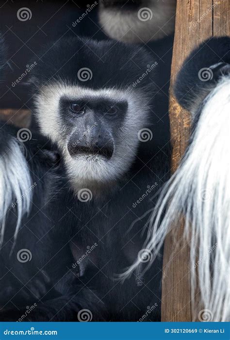 Black and White Colobus Monkey (Colobus Spp Stock Image - Image of tail ...