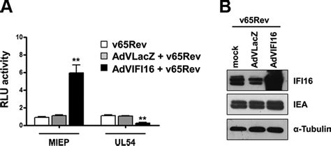 Regulatory Interaction Between The Cellular Restriction Factor Ifi