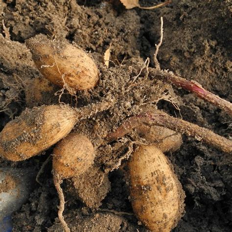 5 Steps To Divide Dahlia Tubers 2023