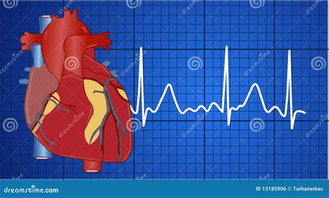 Elektrocardiogram Vector Illustratie Illustration Of Analyse 13185906