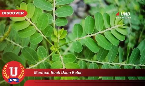 Intip 6 Manfaat Buah Daun Kelor Yang Jarang Diketahui