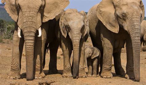 Addo Elephant National Park – SANParks