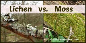 Lichen vs. Moss: A Simple Description to Help with Nature Study