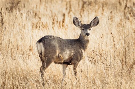 Deer in Hayfield · Free Stock Photo