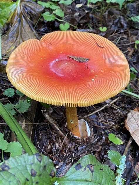 Orange Mushrooms Identification Common Eyelash Fungus North Wales