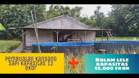 Pembuatan Kandang Sapi Kapasitas Ekor Kolam Lele