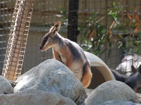 The Online Zoo - Yellow-footed Rock Wallaby