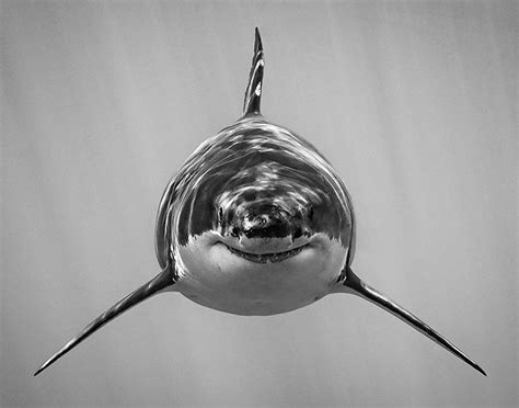 Pin By DEBBIE DANIELS On GREAT WHITE SHARKS Great White Shark