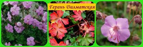 Герань садовая многолетняя - виды и сорта с описанием и фото