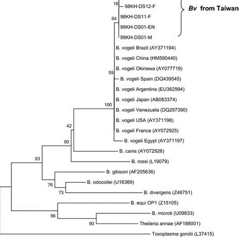 Phylogenetic Relationships Based On The 18S Small Subunit Ribosomal RNA