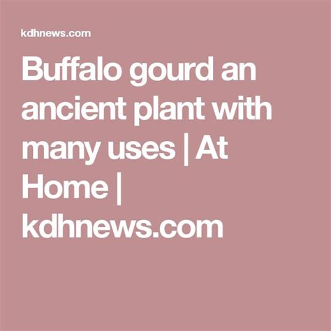 Buffalo gourd an ancient plant with many uses | At Home | kdhnews.com ...