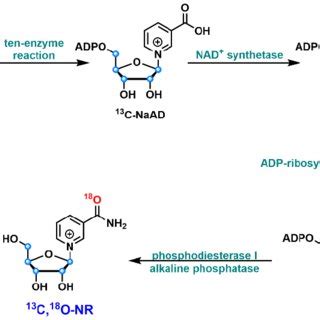 Schematic Representation Of The Chemo Enzymatic Synthesis Of 13 C 18 O