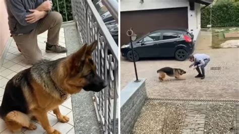 La R Action D Un Chien Qui Retrouve Son Ma Tre Apr S L Avoir Perdu De