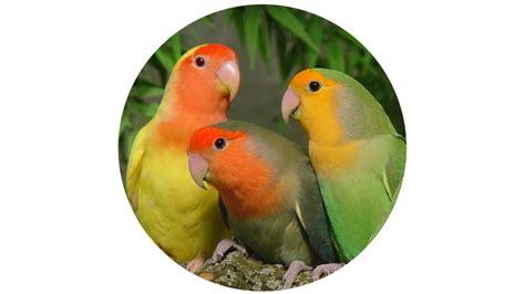 The Ultimate Lovebird Care Guide For Beginners 2025