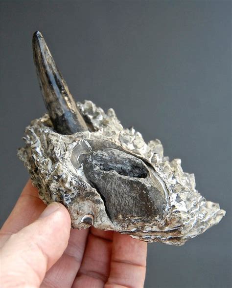 Sarcosuchus skull section - Sarcosuchus imperator - 120 x 70 x 60 mm - Catawiki